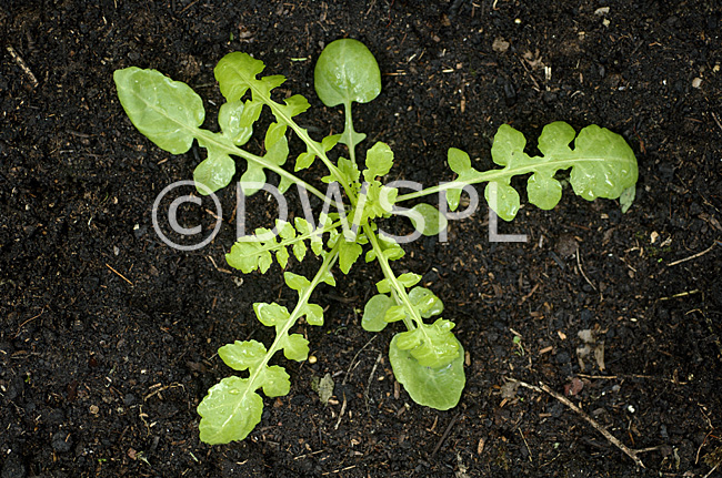 stock photo image: Food, Herb, Herbs, cress, creeping, creeping cress, creeping yellowcress, creeping yellow cress, yellowcress, yellow cress, seedling, seedlings, rorippa, sylvestris, rorippa sylvestris, soil.