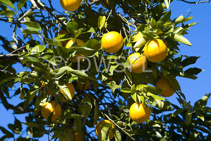 stock photo image: Fruit, orange, oranges, orange tree, orange trees, fruit tree, fruit trees, tree, trees, citrus, citrus fruit, citrus fruits, citrus, citrus tree, citrus trees.