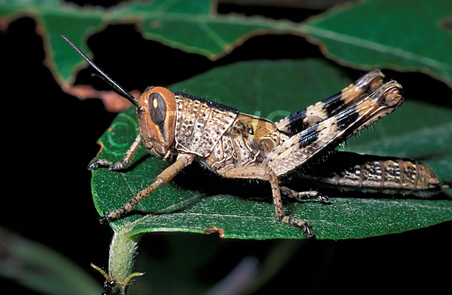 stock photo image: Orthoptera, insect, insects, grasshopper, grasshoppers, leaf, leaves.