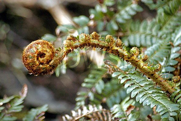 stock photo image: Australia, tas, tassie, tasmania, fern, ferns, bracken, bracken fern, bracken ferns, rainforest, rainforests, frond, fronds.