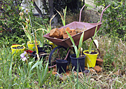 Garden, gardens, wheelbarrow, wheelbarrows, pot, pots, potted, garden pot, garden pots, outdoor pot, outdoor pots.