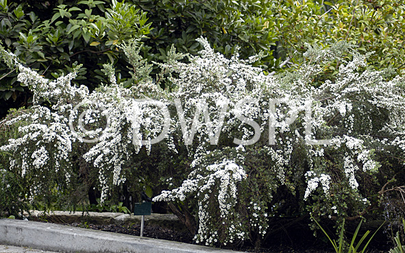 stock photo image: Tree, trees, leptospermum, lanigerum, leptospermum lanigerum, tea tree, teatrees, woolly, woolly tea tree, woolly tea trees.