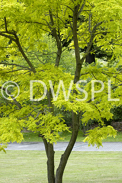 stock photo image: Tree, trees, robinia, robinias, robinia tree, robinia trees, australia, robinia pseudoacacia, pseudoacacia.