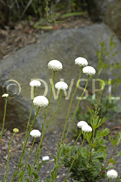 stock photo image: Flower, flowers, billybutton, billybuttons, billy button, billy buttons, button, buttons, billy, craspedia, preminghana, craspedia preminghana, white, white flower, white flowers.