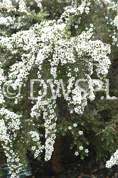 stock photo image: Tree, trees, leptospermum, lanigerum, leptospermum lanigerum, tea tree, teatrees, woolly, woolly tea tree, woolly tea trees.