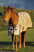 Animal, animals, horse, horses, blanket, blankets, Australia, Sport pictures, Sports, balloon images, hot air balloons