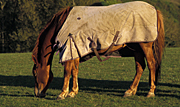 Animal, animals, horse, horses, blanket, blankets, Australia, Sport pictures, Sports, balloon images, hot air balloons