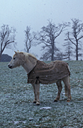Animal, animals, horse, horses, blanket, blankets, pony, ponies, snow, snows, snowing, cold, winter, tree, trees, england, uk, united kingdom, great britain, Australia, Sport pictures, Sports, balloon images, hot air balloons