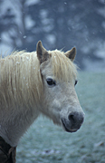 Animal, animals, horse, horses, pony, ponies, snow, snows, snowing, cold, winter, Australia, Sport pictures, Sports, balloon images, hot air balloons