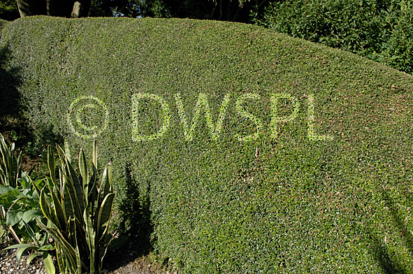 stock photo image: Hedge, hedges, hedging, lonicera, nitida, lonicera nitida.