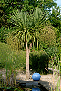 Tree, trees, palm, palm tree, palm trees, torbay, torbay palm, torbay palms.