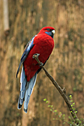 Animal, Animals, Bird, birds, parrot, parrots, australian bird, australian birds, Rosella, rosellas, crimson, crimson rosella, crimson rosellas, platycercus, elegans, platycercus elegans.