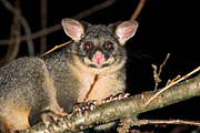 Animal, Animals, Australian animal, Australian animals, possum, australian mammal, australian mammals, possums, brushtail, brushtail possum, brushtail possums, common brushtail, common brushtail possum, common brushtail possums, common, phalangerid, marsupial, marsupials, mammal, mammals, australian, Trichosurus, Trichosurus vulpecula.