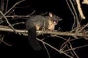 Animal, Animals, Australian animal, Australian animals, possum, australian mammal, australian mammals, possums, brushtail, brushtail possum, brushtail possums, common brushtail, common brushtail possum, common brushtail possums, common, phalangerid, marsupial, marsupials, mammal, mammals, australian, Trichosurus, Trichosurus vulpecula.