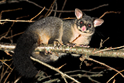 Animal, Animals, Australian animal, Australian animals, possum, australian mammal, australian mammals, possums, brushtail, brushtail possum, brushtail possums, common brushtail, common brushtail possum, common brushtail possums, common, phalangerid, marsupial, marsupials, mammal, mammals, australian, Trichosurus, Trichosurus vulpecula.
