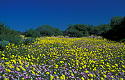 Flower, flowers, wild, wildflower, wildflowers, daisy, daisies, wa, western australia, australia, yellow, yellow flower, yellow flowers.