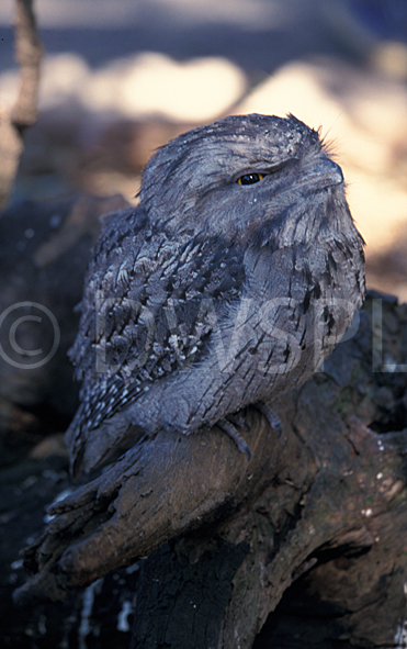 stock photo image: Bird, birds, Australian bird, Australian birds, Frogmouth, animal, animals, frogmouth, frogmouths, mopoke, mopokes, Tawny frogmouth, Tawny frogmouths, Podargus, Podargus strigoides, Podargidae, nocturnal, nocturnal birds.