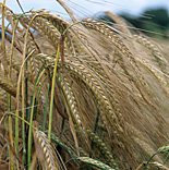 Agriculture, crop, crops, barley, barley crop, barley crops, barley field, barley fields, cereal grain, cereal crop, cereal crops, Oxfordshire, England, UK.