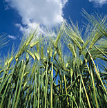 Agriculture, crop, crops, barley, barley crop, barley crops, barley field, barley fields, cereal grain, cereal crop, cereal crops.