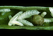 Agriculture, Canola, Canola crop, canola crops, canola field, canola fields, field, fields, crop, crops, oilseed, oilseed crop, midge, midges, oilseed crops, Brassica, brassica napus, oil, oils, rape, rape crop, rape crops, photomicrograph, bladder pod, midge, Dasyneura, brassicae, larva, larvae, insect, Insecta, Diptera, Cecidomyiidae, pest, agriculture, oilseed, rape, canola, colza, Brassicae, brassica, crop, crops, seedpod, pod, pods.