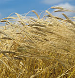 Agriculture, crop, crops, barley, barley crop, barley crops, barley field, barley fields, cereal grain, cereal crop, cereal crops, Berkshire, England, UK.