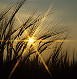 Agriculture, crop, crops, barley, barley crop, barley crops, barley field, barley fields, cereal grain, cereal crop, cereal crops, sun, sunset, dawn, silouette, silhouettes, silouetted, Hampshire, England, UK.