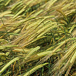 Agriculture, crop, crops, barley, barley crop, barley crops, barley field, barley fields, cereal grain, cereal crop, cereal crops.