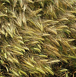 Agriculture, crop, crops, barley, barley crop, barley crops, barley field, barley fields, cereal grain, cereal crop, cereal crops.