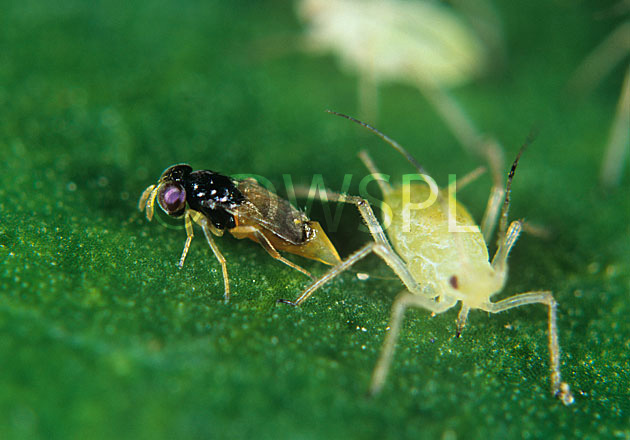 stock photo image: Photomicrograph, parasitoid, parasitic, wasp, wasps, Aphelinus, abdominalis, oviposting, oviposits, ovipositor, egg, eggs, laying, lay, greenfly, potato aphid, aphids, Macrosiphum, euphorbiae, biological control, pest.