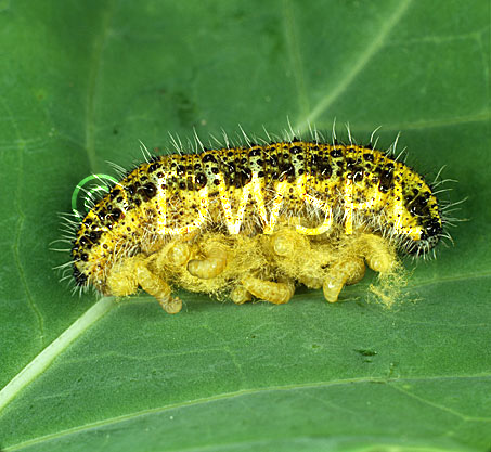 stock photo image: Photomicrograph, braconid, parasitiod, parasitic, wasp, Cotesia, glomerata, Apantales, glomeratus, biological control, natural, parasite, cabbage, small, white, butterfly, Pieris brassicae, Pieris.