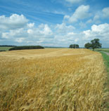 Agriculture, crop, crops, barley, barley crop, barley crops, barley field, barley fields, cereal grain, cereal crop, cereal crops, Hungerford, Berkshire, England, UK.