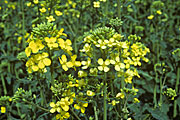 Agriculture, Canola, Canola crop, canola crops, canola field, canola fields, field, fields, crop, crops, oilseed, oilseed crop, midge, midges, oilseed crops, Brassica, brassica napus, oil, oils, rape, rape crop, rape crops, deficient, mineral, element, chemical, nutrient, oilseed rape, canola, colza, flowering, crop, Brassica, napus, compared, comparison, deeper yellow, healthy, normal, plant, plants