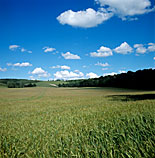 Agriculture, crop, crops, barley, barley crop, barley crops, barley field, barley fields, cereal grain, cereal crop, cereal crops.