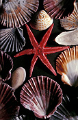 Marinelife, Marine life, Aquatic, Aquatic life, Sea life, Sealife, shell, shells, mollusc, mollusc, starfish, starfishes, star fish, star fishes, invertebrate, invertebrates.