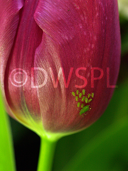 stock photo image: Pest, Pests, Arthropod, Arthropods, insecta, insect, insects, plant pest, plant pests, aphid, aphids, aphididae, flower, flowers, tulipa, tulip, tulips, red, red flower, red flowers, aphid, aphids, IA58,