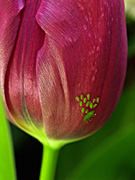 Pest, Pests, Arthropod, Arthropods, insecta, insect, insects, plant pest, plant pests, aphid, aphids, aphididae, flower, flowers, tulipa, tulip, tulips, red, red flower, red flowers, aphid, aphids, IA58,