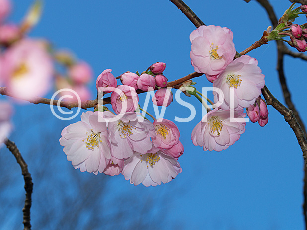 stock photo image: Tree, trees, prunus, accolade, prunus accolade, cherry tree, cherry trees, blossom, cherry blossom, pink, pink flower, pink flowers, spring, tree, trees, flowering cherry, flowering cherry tree, flowering cherry trees, ia58,