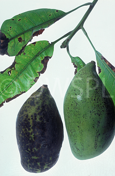 stock photo image: Anthracnose, fruit, mango, mangos, mangoes, fungus, plant disease, plant diseases, disease, diseases, colletotrichum, gloeosporioides, colletotrichum gloeosporioides, minor.