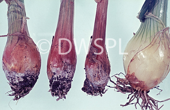 stock photo image: Disease, diseases, plant disease, plant diseases, vegetable, vegetables, onion, onions, rot, white rot, white, sclerotium, cepivorum, sclerotium cepivorum, fungal.