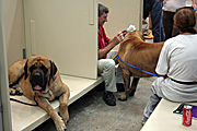 Australia, New South Wales, sydney, easter show, easter shows, royal easter show, royal easter shows, show, shows, entertainment, dog, dogs, dog show, dog shows.