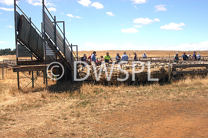 stock photo image: Australia, tas, tassie, tasmania, animal, animals, sheep, meat industry, meat trade, livestock, agriculture, sale, sales, sheep sale, sheep sales, fence, fences, people, man, men, male, males, farmer, farmers.