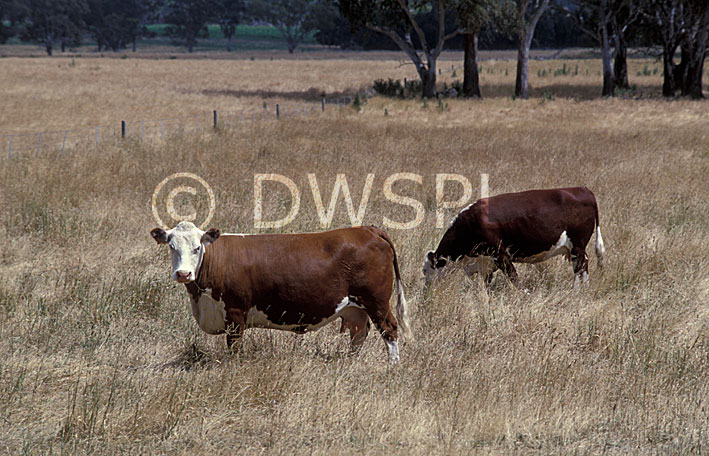 stock photo image: Australia, sa, south australia, Australia, Farming, Farmland, farm, farms, Cow, Cows, animal, animals, cattle, meat industry, meat trade, beef, hereford, herefords, beef cow, beef cows, beef cattle.
