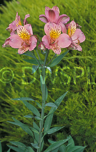 stock photo image: Flower, flowers, alstroemeria, alstroemerias, striped bird, pink, pink flower, pink flowers, peruvian lily, peruvian lilies, peruvian, inca, chilean.