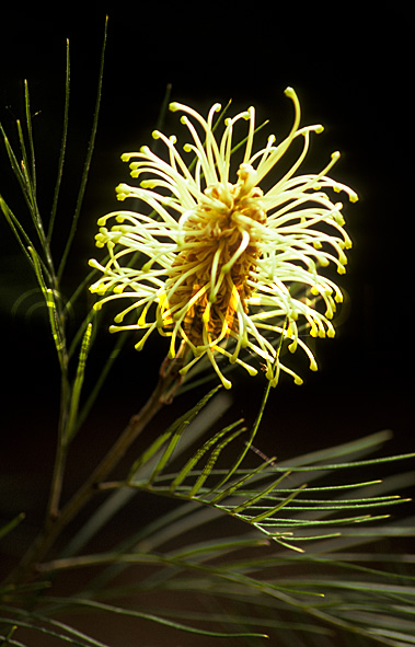 stock photo image: Flower, flowers, grevillea, grevilleas, hodgei, grevillea hodgei, coochin hills, coochin hills grevillea, coochin hills grevilleas.