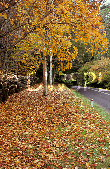 stock photo image: Australia, New South Wales, blue mountains, great dividing range, autumn, autumn scene, autumn scenes, road, roads, sealed, sealed road, sealed roads, tree, trees, lawn, lawns.