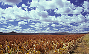 Australia, qld, queensland, darling downs, great dividing range, sorghum, crop, crops, rural, rural scene, rural scenes, cloud, clouds.
