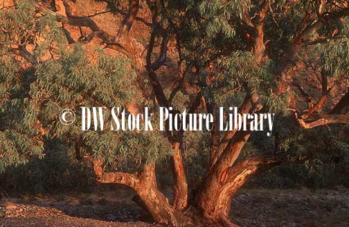 stock photo image: Australia, tree, trees, gum tree, gum trees, eucalypt, eucalypts, eucalyptus, eucalyptus tree, eucalyptus trees, gumtree, gumtrees, outback, australian outback, outback australia.