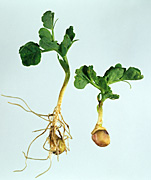 FIELD THRIPS (THRIPS ANGUSTICEPS) DAMAGE TO SAMPLED PEA SEEDLINGS