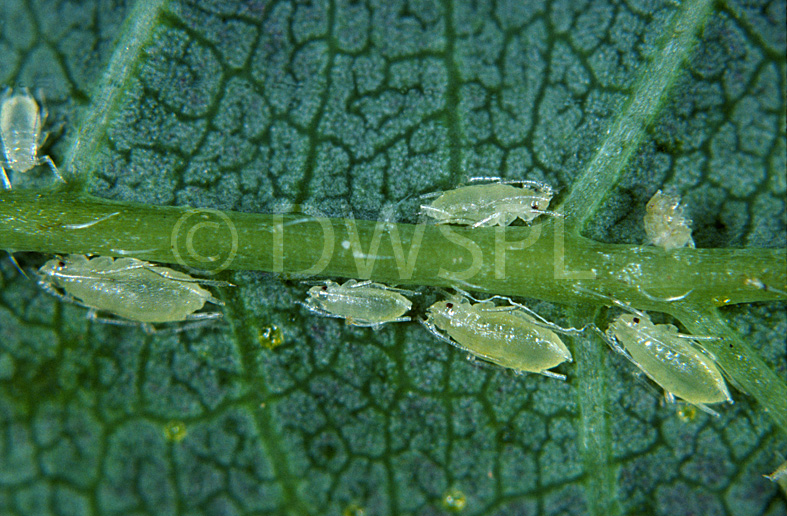 stock photo image: Pest, Pests, Arthropod, Arthropods, insecta, insect, insects, plant pest, plant pests, aphid, aphids, aphididae, damson, damson hop, damson hop aphid, Damson hop aphids, Phorodon humuli, hop, hops, phorodon, humuli, leaf, leaves.