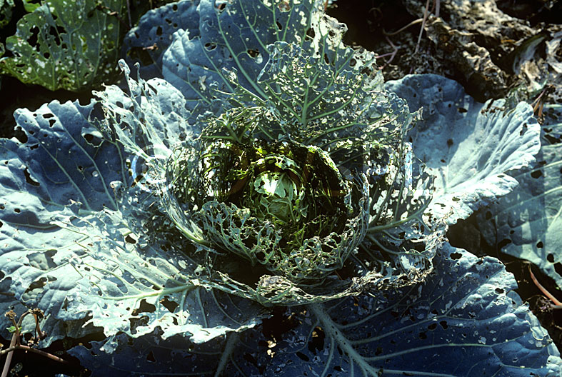 DIAMONDBACK MOTH (PLUTELLA XYLOSTELLA) SEVERE DAMAGE TO A CABBAGE PLANT